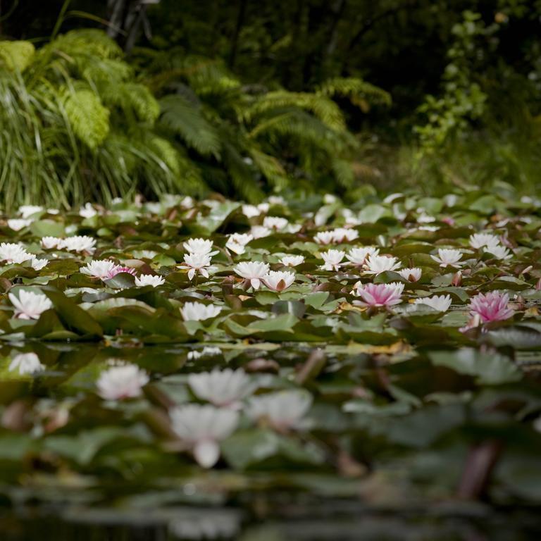 Rapaura Watergardens Bed and Breakfast Tapu Eksteriør billede